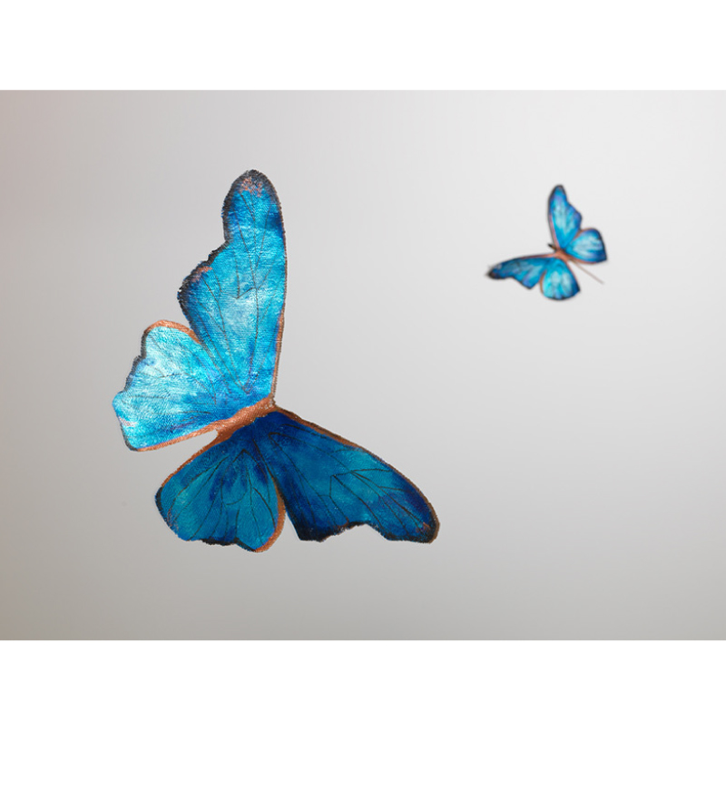 Blue Morpho Butterfly (2)